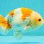 Kohaku Orange White Lionchu Male 4.5-5 inches #1018LC_9