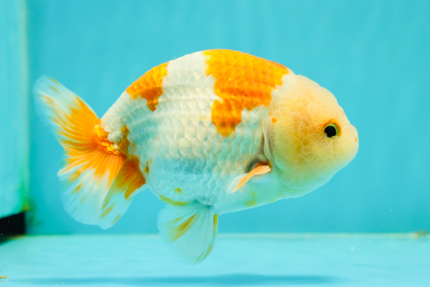 Kohaku Orange White Lionchu Male 4.5-5 inches #1018LC_9