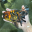 A Grade Stunning RARE Butterfly tail Tiger Oranda Female 5.5 inches #010325OR_04