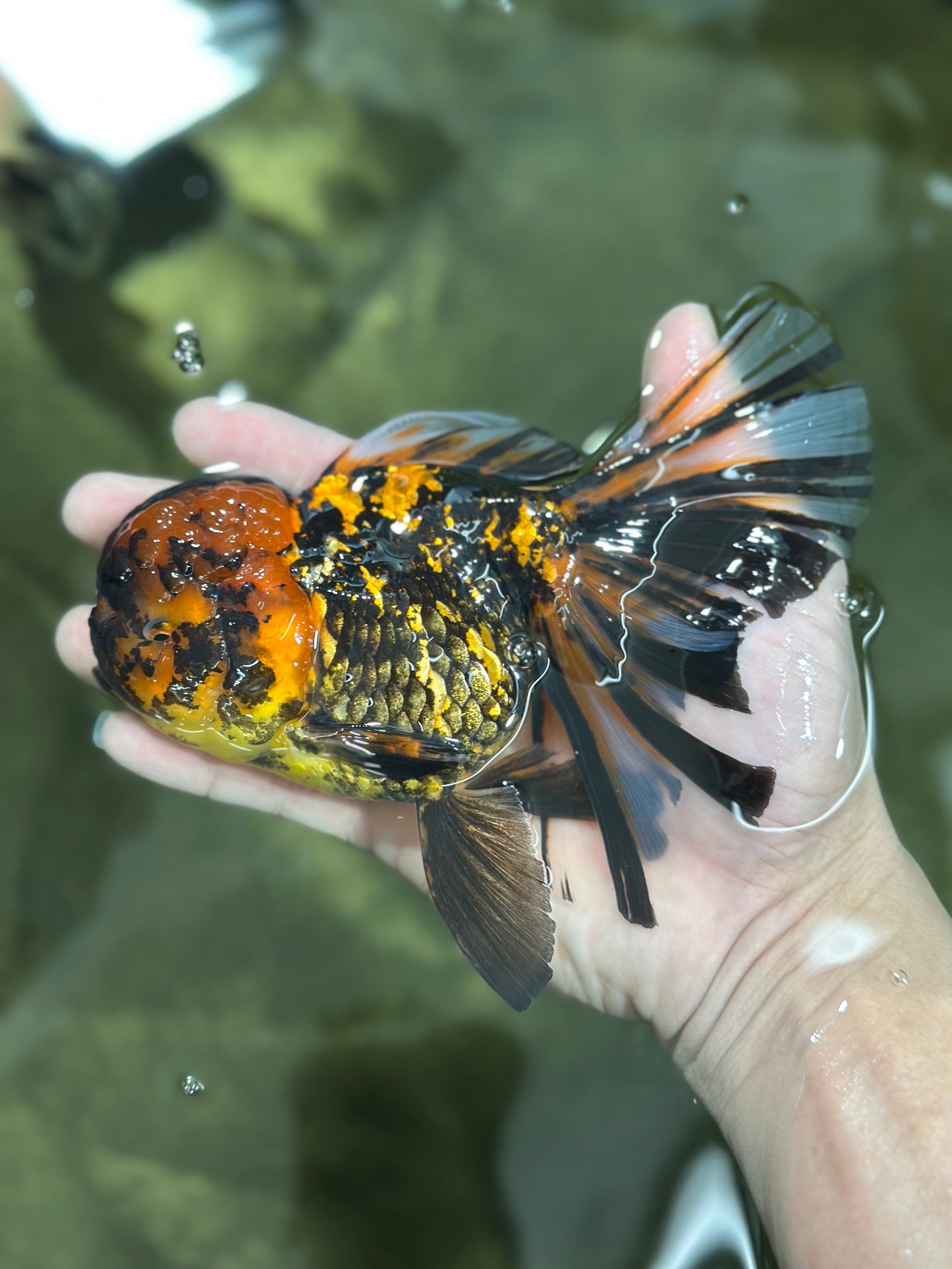 A Grade Stunning RARE Butterfly tail Tiger Oranda Female 5.5 inches #010325OR_04