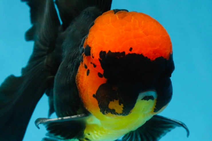 AAA Grade Batman Apache Oranda Male  5 inches #053025OR_16