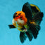 A Grade Dragon Tricolor Oranda Male 5 inches #060625OR_18