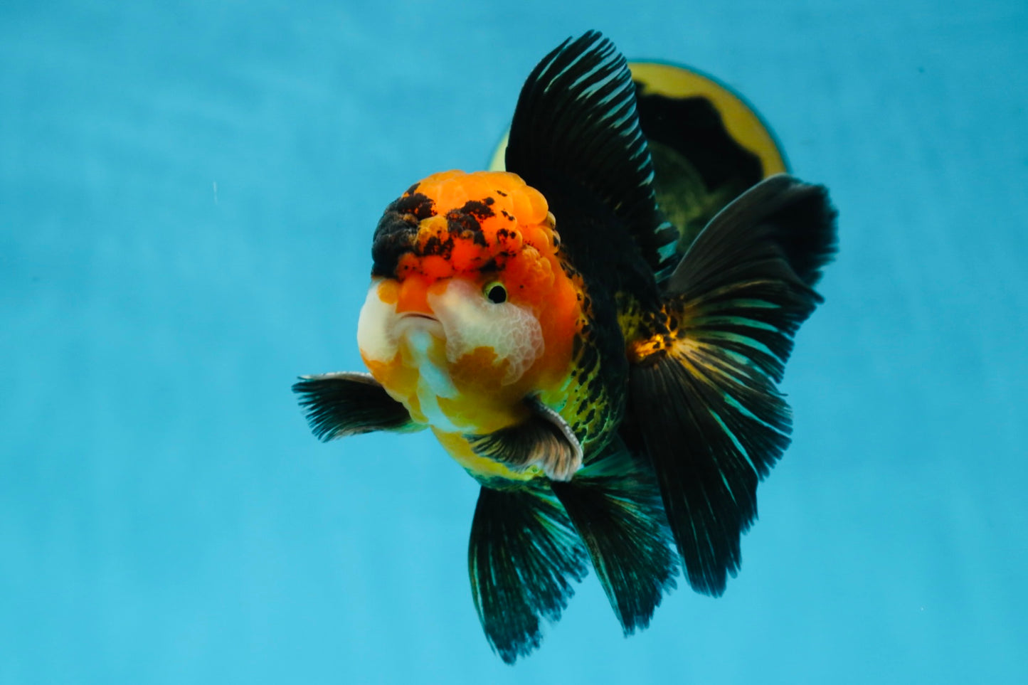 A Grade Dragon Tricolor Oranda Male 5 inches #060625OR_18