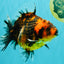 A Grade Tiger Oranda Female 5-5.5 inches #073126OR_20