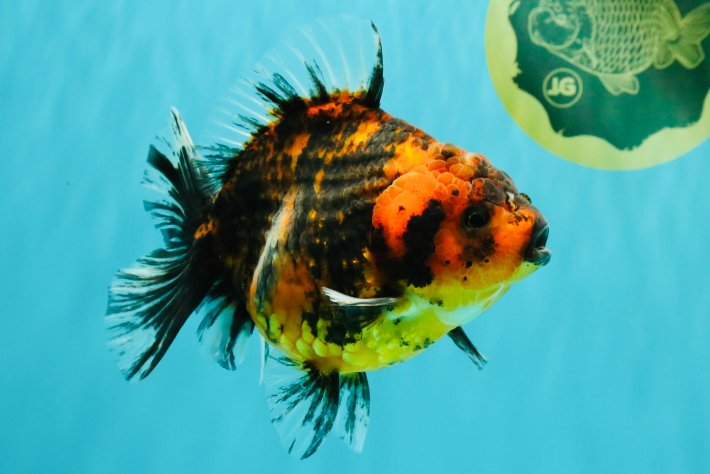A Grade Tiger Oranda Female 5-5.5 inches #073126OR_20