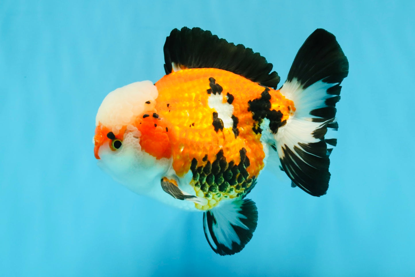 TURKEY AAA Grade Pompom Tricolor Jade Head Yuanbao Male 5.5-6 inches #032726YB_03