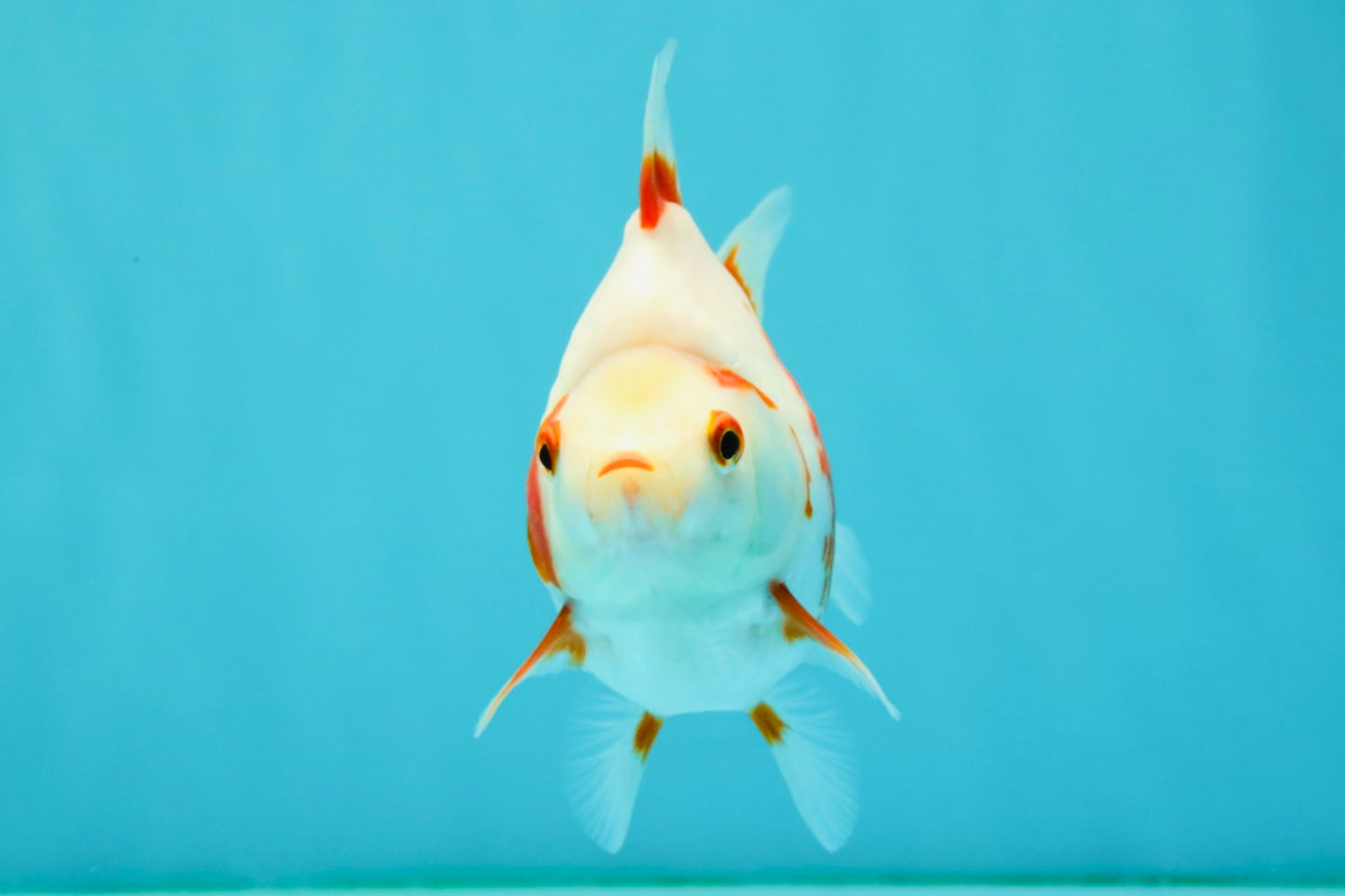 AAA Grade Red White Ryukin Female 4.5 inches #042426RK_02