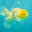 A Grade White Oranda Male 5.5-6 inches #100926OR_18