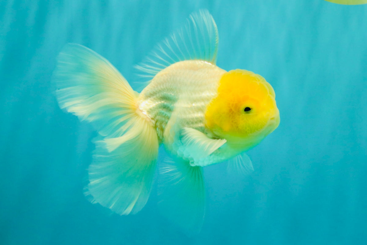 A Grade White Oranda Male 5.5-6 inches #100926OR_18