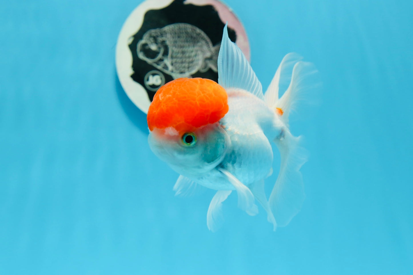 Oranda à bonnet rouge mâle 4,5 pouces #0920OR_22