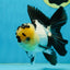 AAA Grade Panda Oranda Male 5-5.5 inches #062725OR_13