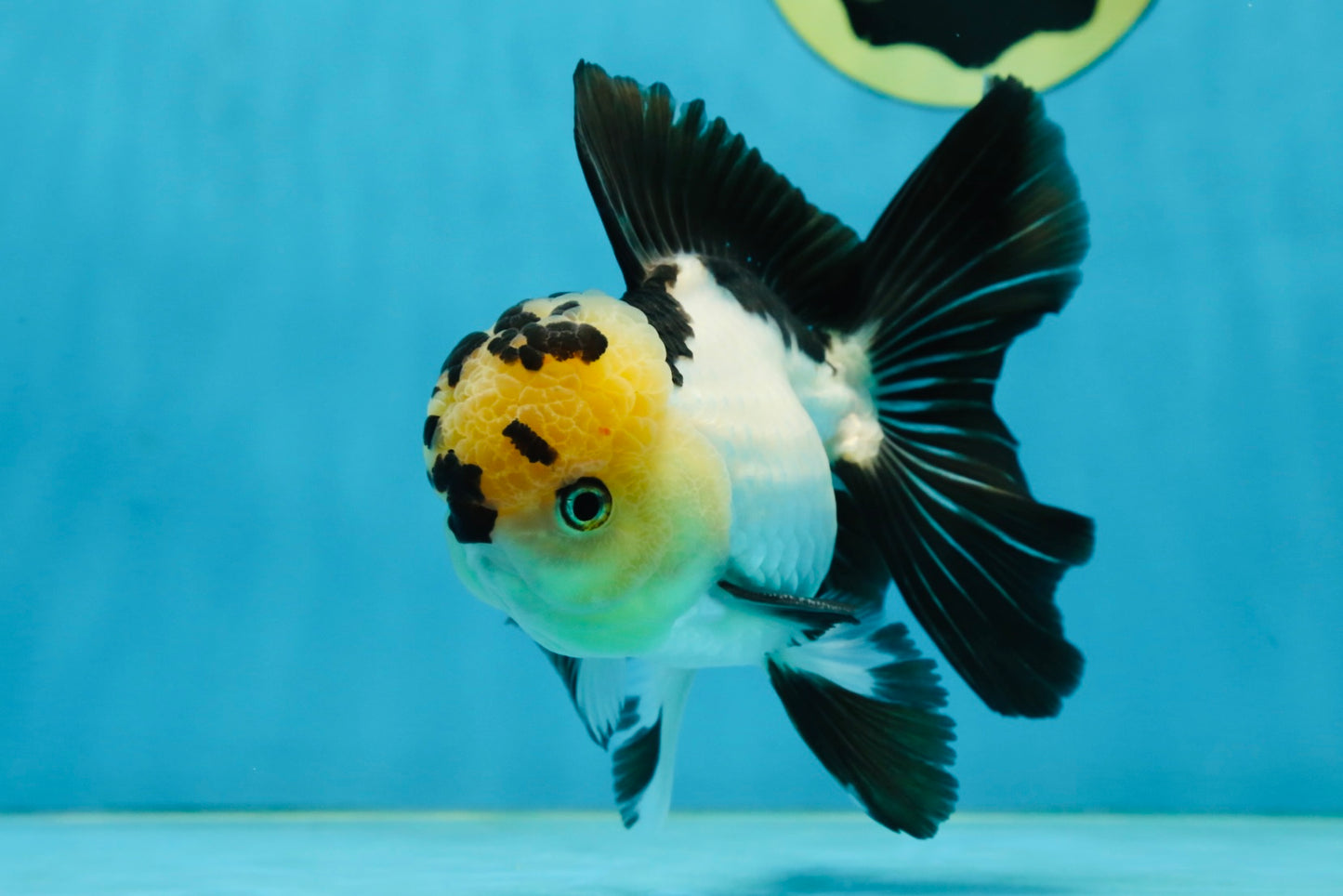 AAA Grade Panda Oranda Male 5-5.5 inches #062725OR_13