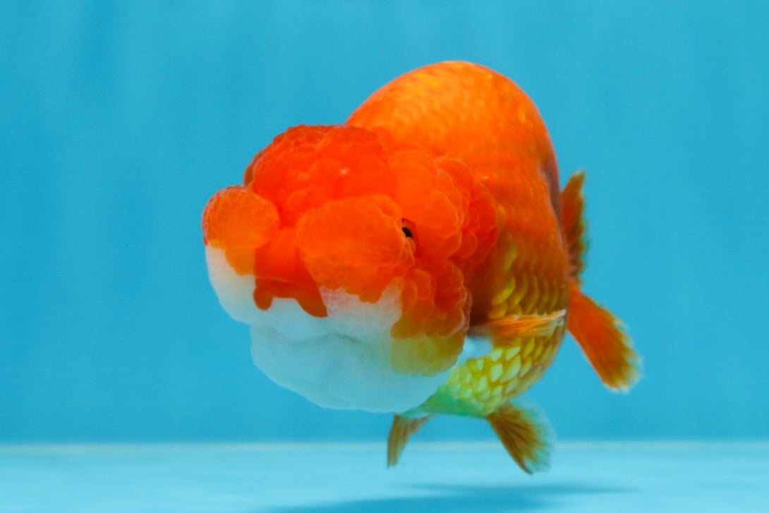 A Grade FLUFFY WEN Red White LionQueen 4.5 inches #072525LC_02