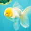 A Grade White Oranda Male 5.5 inches #101626OR_09