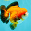 CHUBBY A Grade Apache Yuanbao Male 4.5 inches #051526YB_10