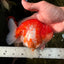 CHONKY AAA Grade Sakura Yuanbao Male 5-5.5 inches #100926YB_04