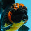 A Grade Apache Oranda Male 5 inches #081525OR_22