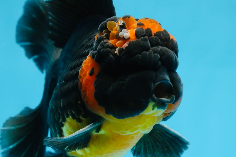 A Grade Apache Oranda Male 5 inches #081525OR_22