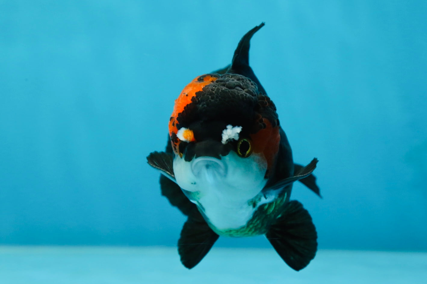 Pompom Tricolor Yuanbao Male 4 inches #060625YB_09