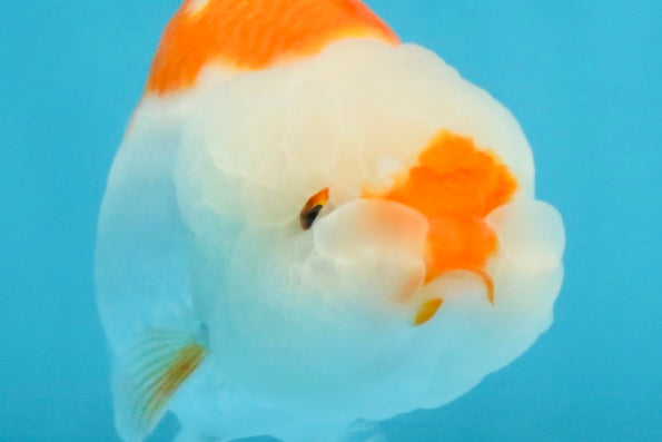 SANTA A Grade Red White LionQueen 4-4.5 inches #120525LC_12