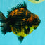 AAA Grade Jumbo Tiger Yuanbao Male 6.5 inches #062626YB_06
