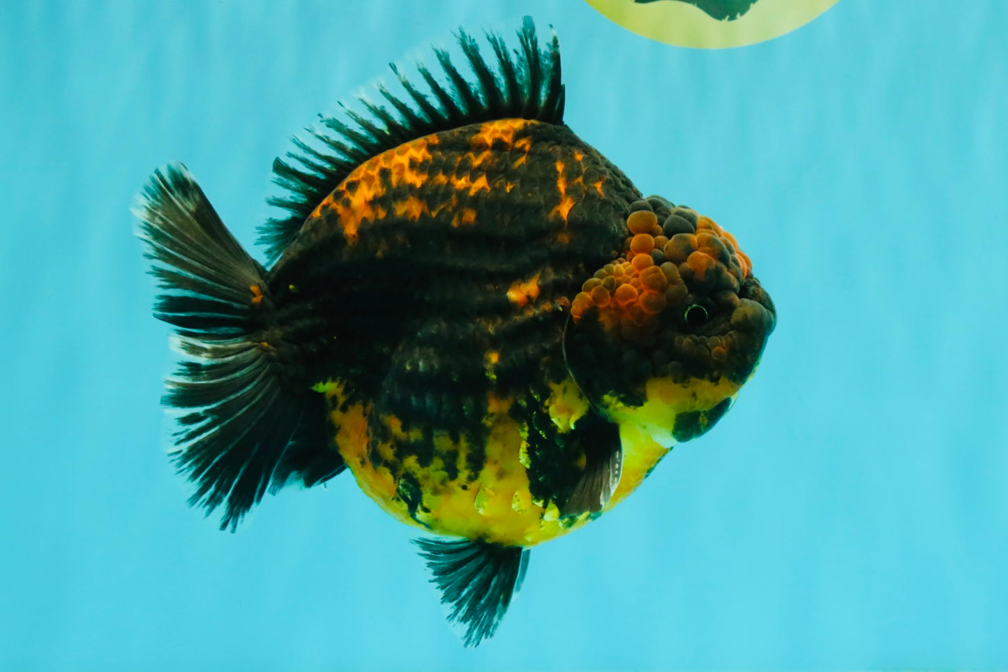AAA Grade Jumbo Tiger Yuanbao Male 6.5 inches #062626YB_06