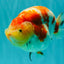 UNIQUE AAA Grade Super Kohaku Sakura LionKing 5-5.5 inches #092526LC_18
