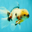 A Grade Marble Oranda Male 5.5-6 inches #082826OR_08
