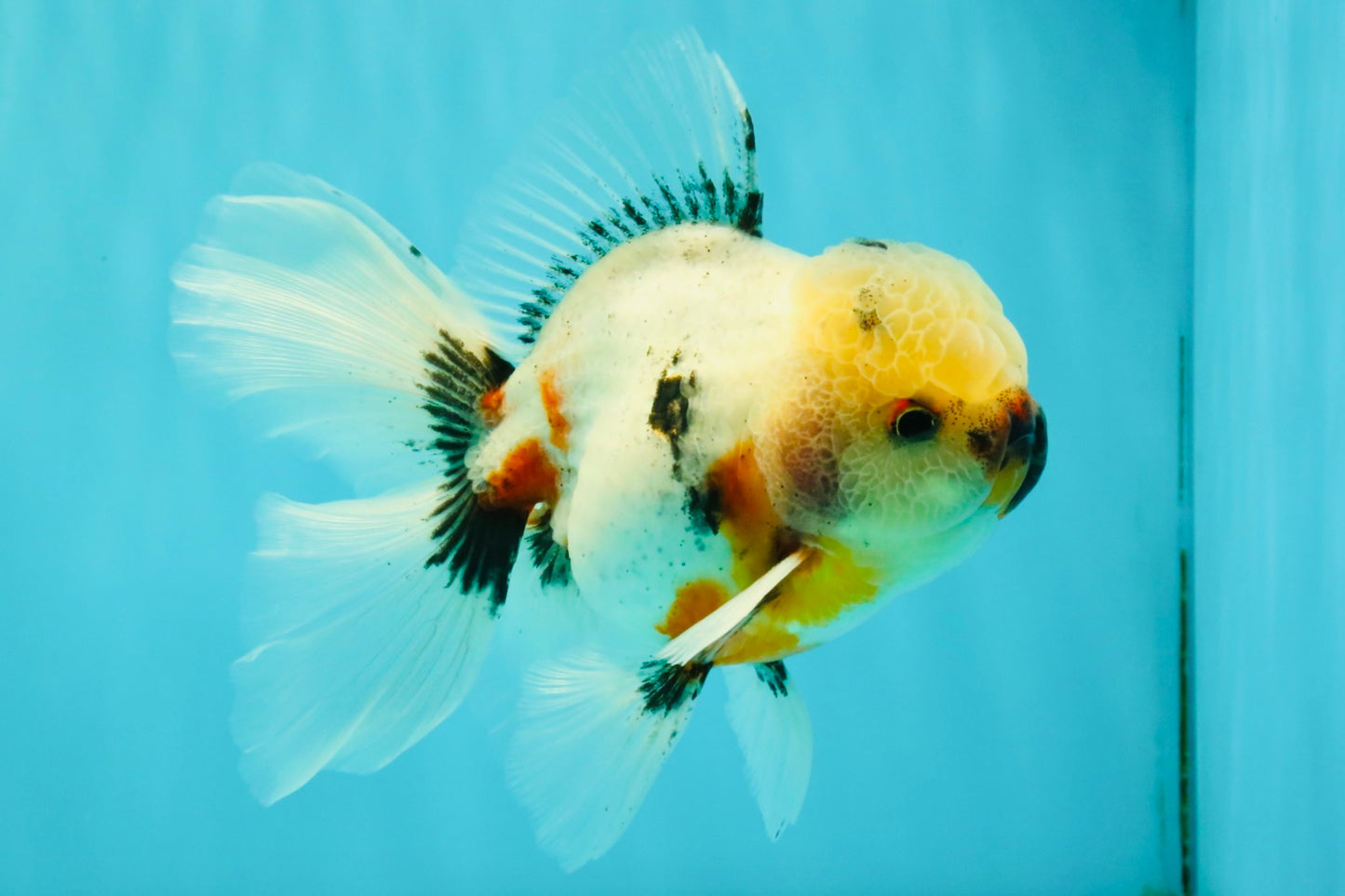 A Grade Marble Oranda Male 5.5-6 inches #082826OR_08
