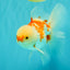 AAA Grade Red White Oranda Male 5.5 inches #062626OR_21