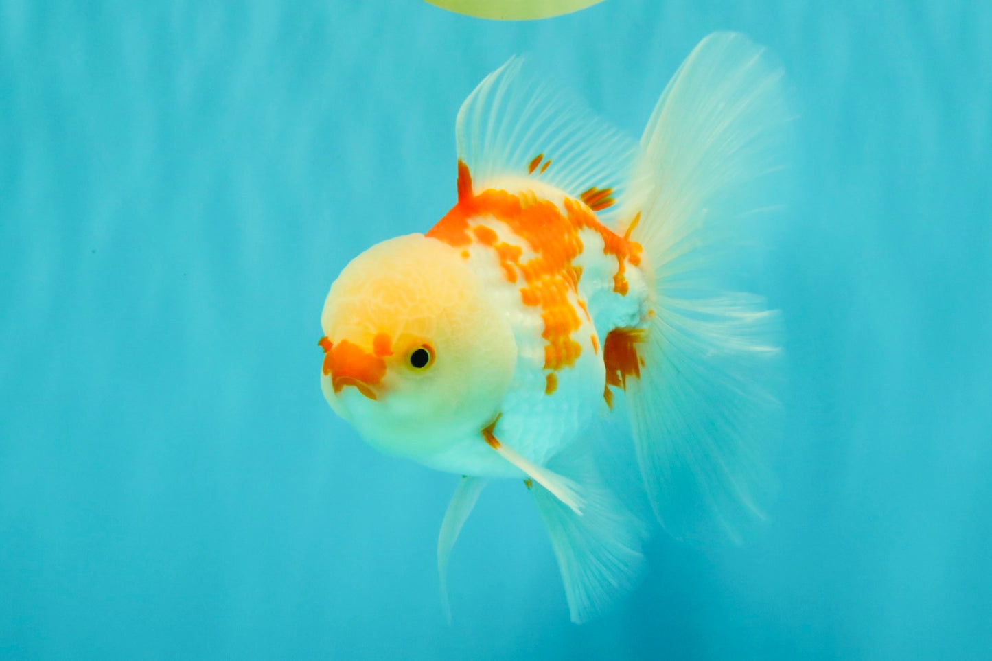 AAA Grade Red White Oranda Male 5.5 inches #062626OR_21