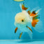 A Grade Orange White Oranda Male 5 inches #060625OR_16