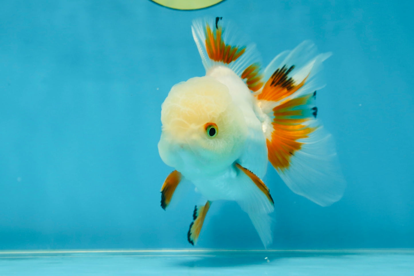 A Grade Orange White Oranda Male 5 inches #060625OR_16