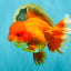 JUMBO A Grade Red White Oranda Female 7.5 inches #032026OR_02