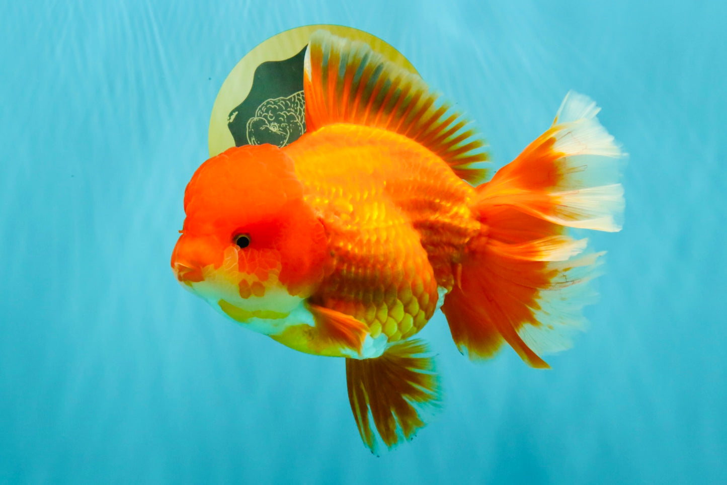 JUMBO A Grade Red White Oranda Female 7.5 inches #032026OR_02