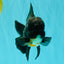 A Grade Kirin Oranda Male 5.5 inches #061926OR_22