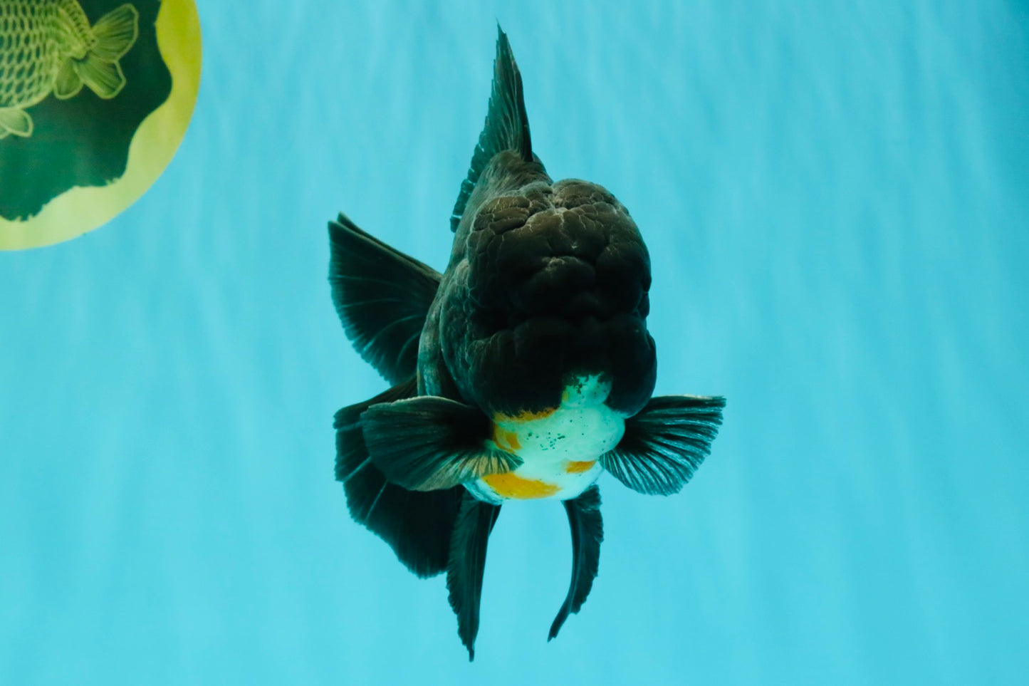 A Grade Kirin Oranda Male 5.5 inches #061926OR_22