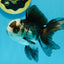 Panda Oranda Male 4.5-5 inches #112924OR_21