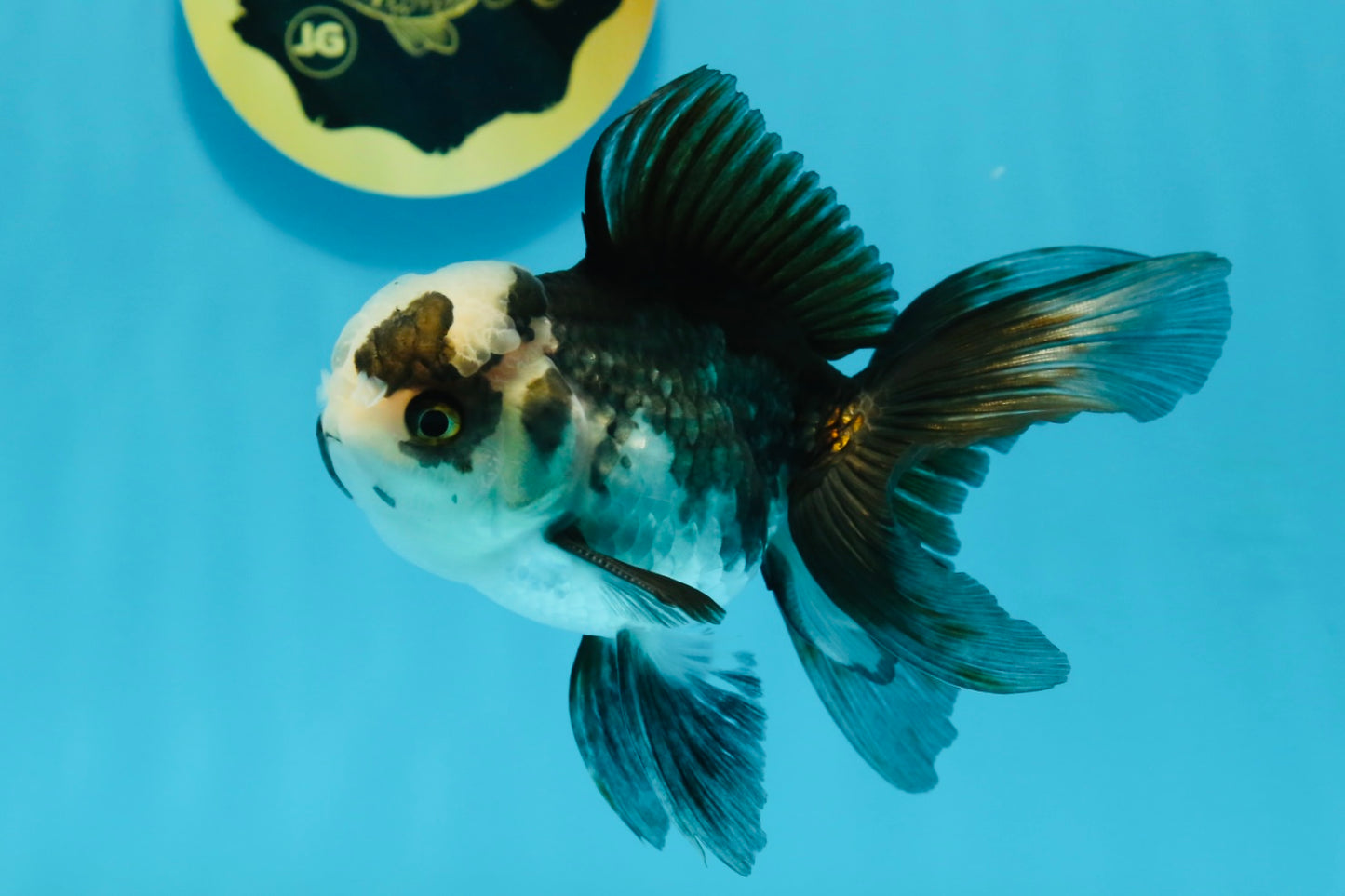 Panda Oranda Male 4.5-5 inches #112924OR_21