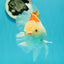 AAA Grade Giant Generation Orange White Oranda Male 6-6.5 inches #102524OR_06