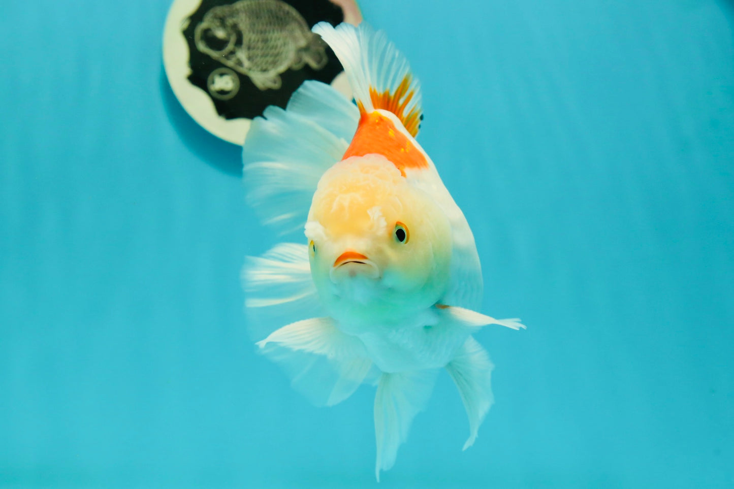 AAA Grade Giant Generation Orange White Oranda Male 6-6.5 inches #102524OR_06