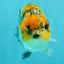 CHUBBY AAA Grade Chonky Special Tricolor Tiger LionQueen Female 4-4.5 inches #061926LC_12