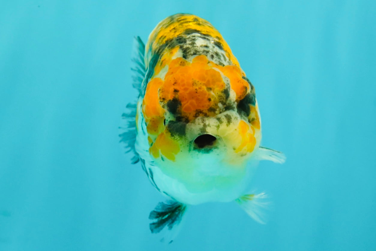 CHUBBY AAA Grade Chonky Special Tricolor Tiger LionQueen Female 4-4.5 inches #061926LC_12