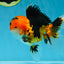 AAA Grade Tricolor Oranda Male 5-5.5 inches #051625OR_24