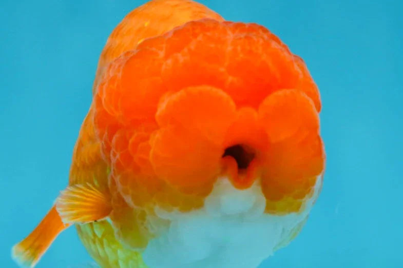 A Big Wen Grade Red LionQueen 4.5 inches #051625LC_39