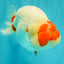 CHUBBY AAA Grade Super Hybrid Buffalo Red White  Ranchu Male 5.5 inches #100226RC_22