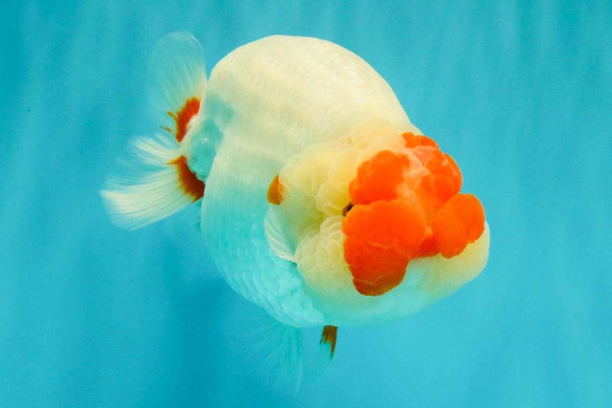 CHUBBY AAA Grade Super Hybrid Buffalo Red White  Ranchu Male 5.5 inches #100226RC_22