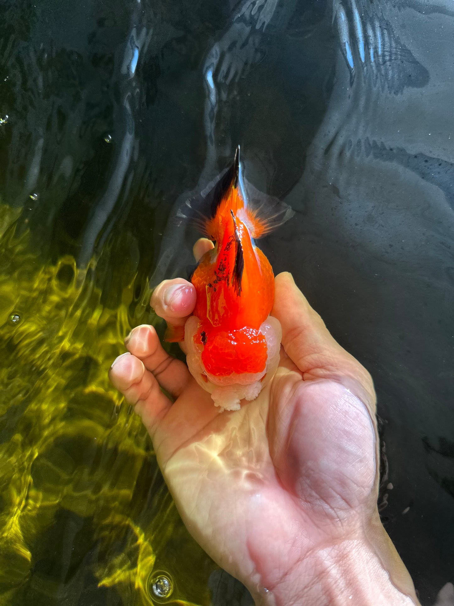 A Grade Pompom Tricolor Yuanbao Female 4 inches #050925YB_30