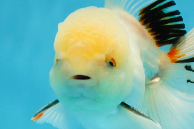 A Grade White Oranda Male 5.5 inches #052325OR_02