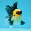 A Grade SPECIAL Panda Button Eyes Oranda Male 4.5-5 inches #072525OR_09